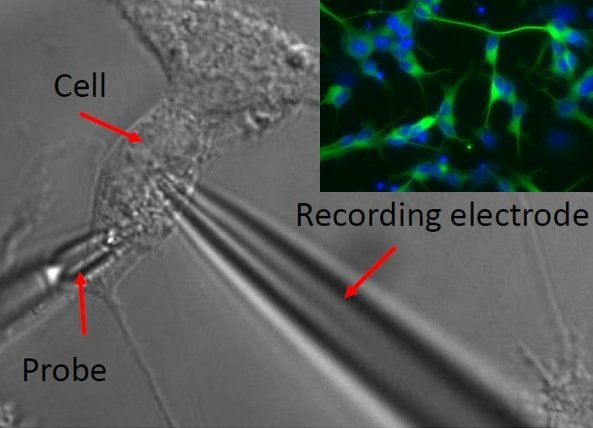 Micrograph of a neuron with a mechanical loading probe and a whole-cell recording electrode positioned against the cell body, alongside a fluorescence image of cultured neurons