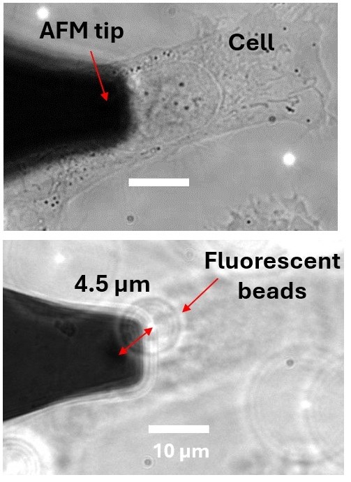 Micrographs of an atomic force microscopy tip probing a cell, and a close-up of the tip approaching fluorescent beads with scale bars