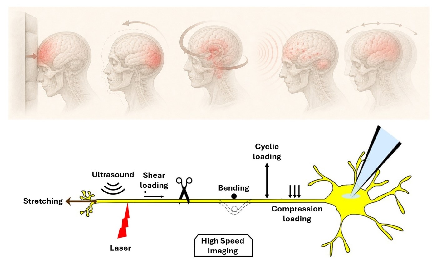 Diagram of traumatic brain injury loading modes alongside a schematic of an axon subjected to stretching, shear, bending, cyclic and compression loading with high-speed imaging